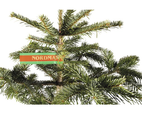 Nordmannsgran med etikett
