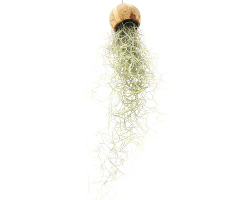 Hängande Tillandsia i kokosnötskal som dekoration