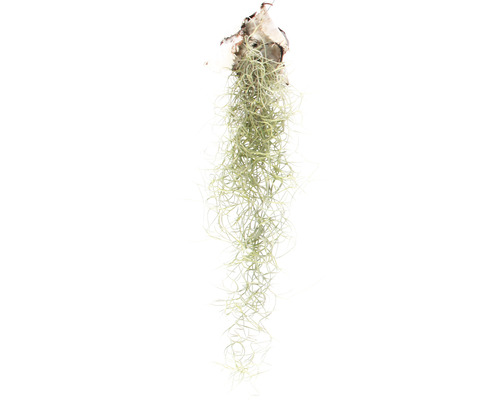 Hängande Tillandsia för dekoration