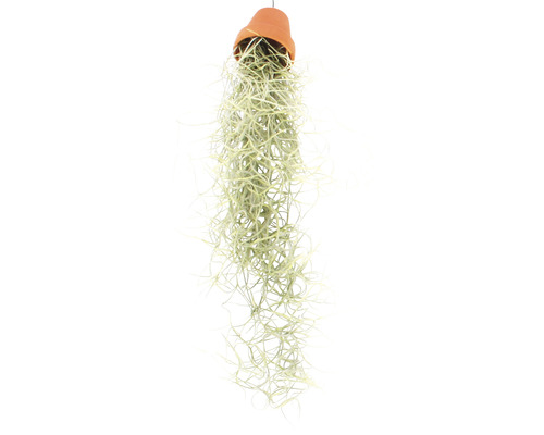 Hängande Tillandsia i terrakottakruka