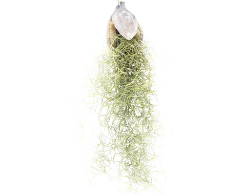 Tillandsia med kokosnötskal för upphängning