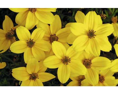 Närbild av gula ringblommor