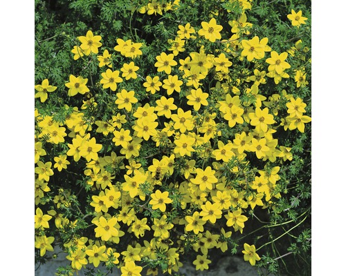 Bidens-växt med gula blommor