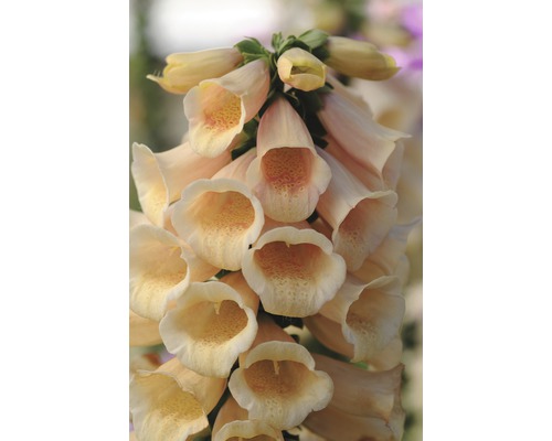 Närbild av en digitalisväxt med klockformade blommor