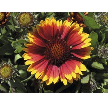 Perenner FLORASELF 20-30 cm Ø 13 cm tillfälligt sortiment