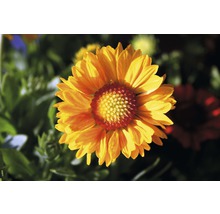 Perenner FLORASELF 20-30 cm Ø 13 cm tillfälligt sortiment