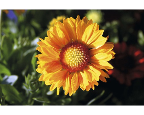 Närbild av en blomsterblomning i trädgården