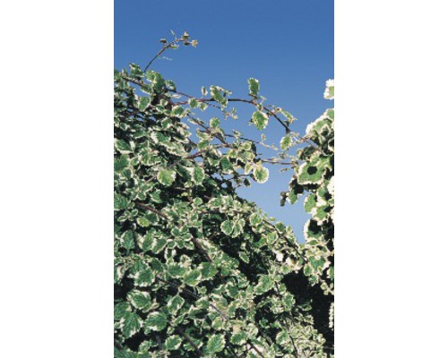 Blad av en prydnadsväxt mot en blå himmel