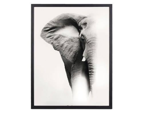 Inramad affisch med svartvit fotografi av en elefant