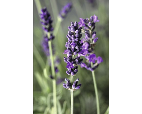 Närbild av lavendelblommor