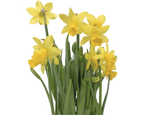 Påsktazett Narcissus cyclazetta 'Tete à Tete'