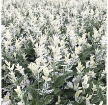 Klätterbenved FLORASELF Euonymus fortunei Harlequin 20-25cm Co 2L