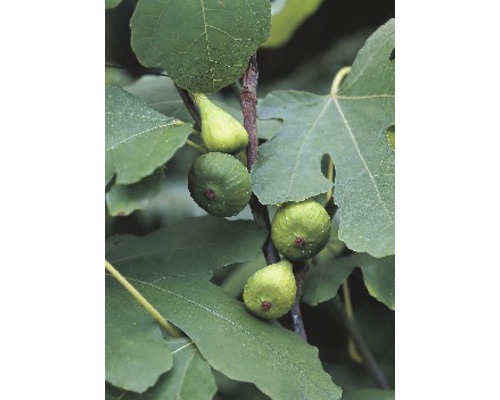 Fikonträd FLORASELF Ficus carica halvstam 40-60cm totalhöjd ca 80-100cm Co 15L blandade sorter Fikonträd FLORASELF Ficus carica halvstam 40-60cm totalhöjd ca 80-100cm Co 15L blandade sorter