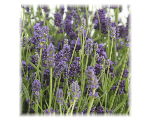 Närbild av blommande lavendel