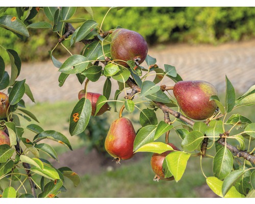 Päronträd FLORASELF Bio Pyrus communis 'Rote Williams Christbirne' stamjöjd ca 60cm totaljöjd 130-150cm Co 7,5L buske