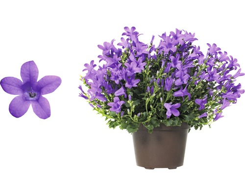 Blåklocka i kruka med blomma i detalj