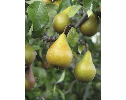 Päronträd FLORASELF Bio Pyrus communis 'Gellerts Butterbirne' 130-150cm Co 7,5L