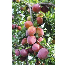 Ekologiskt plommon FloraSelf Bio Prunus persica 'Queen Victoria' historisk sort stamhöjd ca 60 cm totalhöjd ca 100-150cm co 7,5L buske självpollinerande