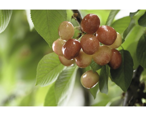Ekologiskt sötkörsbär terrass FLORASELF Bio Prunus avium 'Büttners Rote Knorpelkirsche' stamhöjd 40cm totalhöjd 60-80cm co 5L