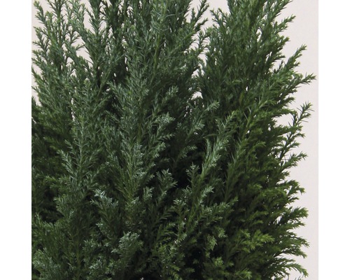 Närbild av en cypress