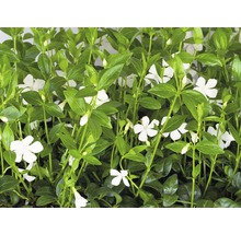 Vintergröna växt med vita blommor och gröna blad