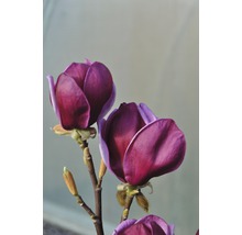 Närbild av magnoliablommor