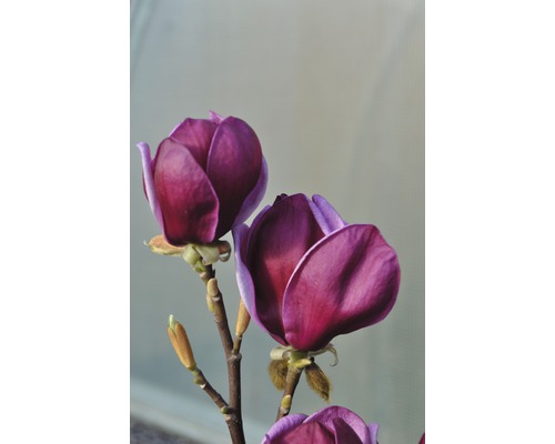 Magnolia Magnolia Hybride Genie 60-80cm Co 7,5L
