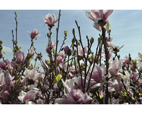 Blommande magnolia i trädgården
