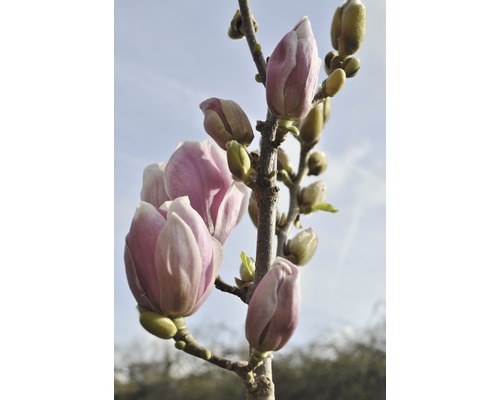 Magnolia FLORASELF Magnolia Hybride Satisfaction 60-80cm Co 7,5L