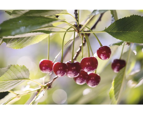 Ekologiskt surkörsbär FLORASELF Bio Prunus cerasus 'Saphir'® 120-150cm Co 7,5L