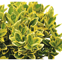 Städsegrön benved med grön-gula blad