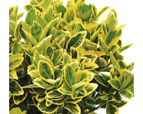 Städsegrön benved med grön-gula blad