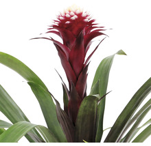 Bromelia med röda blommor och gröna blad