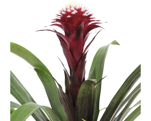 Bromelia med röda blommor och gröna blad