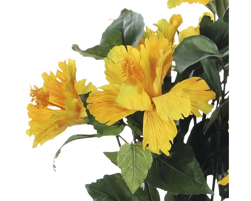 Gula hibiskusblommor med gröna blad.