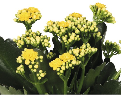 Gula Kalanchoe-blommor i närbild