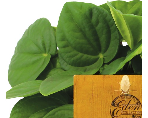 Peperomia krukväxt med Eden Collection etikett