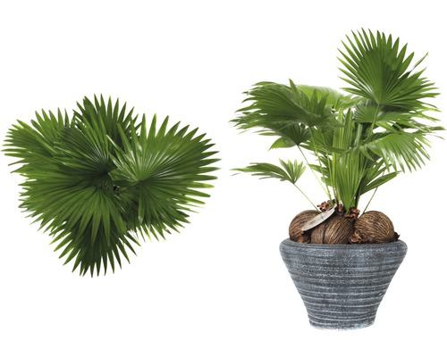 Två solfjäderspalmer, en i kruka