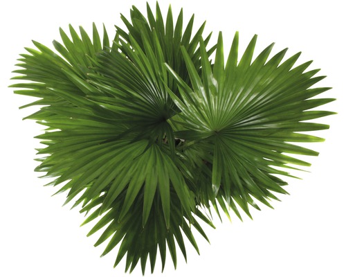 Kinesisk solfjäderspalm med fläktformade blad