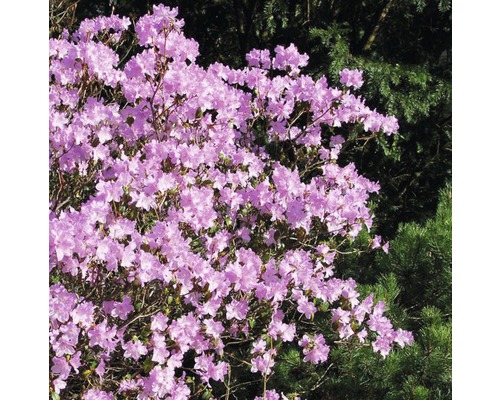 Rhododendron med rosa blommor