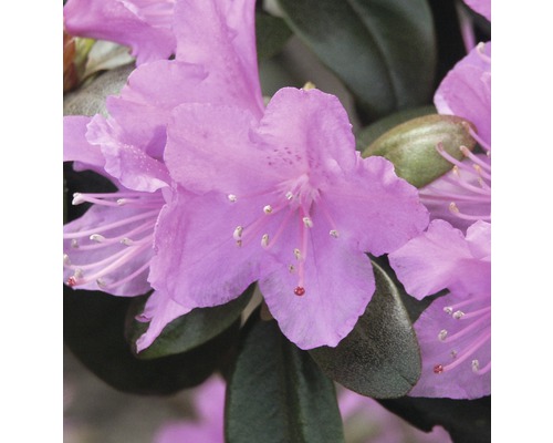 Rhododendron FLORASELF Rhododendron carolinianum 'P.J. Mezitt' 30-40cm