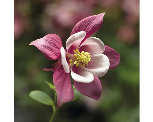 Närbild av en akleja med röda och vita blommor