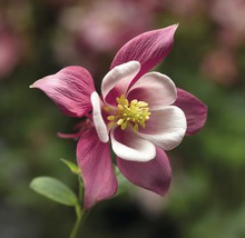 Närbild av en akleja blomma