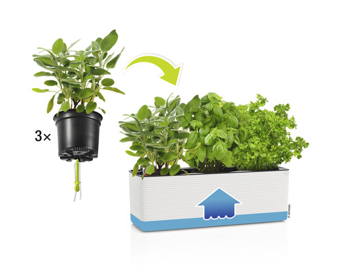 Örtbox med basilika, persilja och salvia i kruka med bevattningssystem