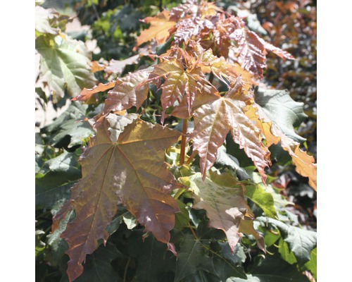 Lönn FLORASELF Acer platanoides 'Globosum' 125-150cm Co 18L