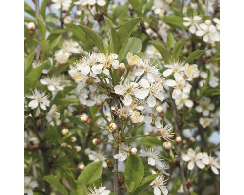 Klotkörsbär FLORASELF Prunus fruticosa 'Globosa' stamhöjd ca 125cm totalhöjd ca 150cm Co 18L