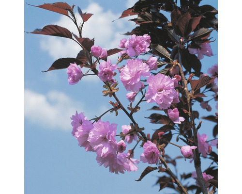 Japanskt prydnadskörsbär FLORASELF Prunus serrulata Royal Burgundy 125-150cm Co 18L