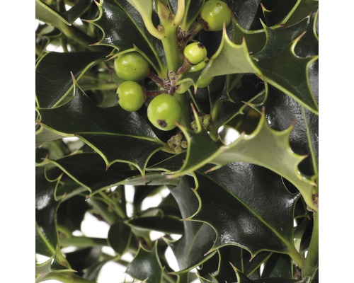 Järnek med blad och bär