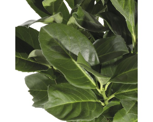 På bilden syns bladen av en lagerhägg.