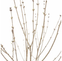 Närbild av buskgrenar utan blad